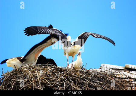 Weißstörche im nest Stockfoto