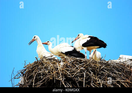 Weißstörche im Nest auf Hausdach Stockfoto