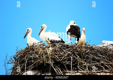 Weißstörche im Nest auf Hausdach Stockfoto