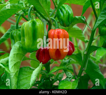 Scotch Bonnet auch als bonney Pfeffer oder Caribbean red peppers bekannt Stockfoto