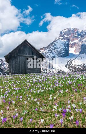 Plätzwiese/Plaetzwiese, Dolomiten, Südtirol, Italien. Krokusse im Frühling blühen auf der Plätzwiese. Im Hintergrund die Rotwand Stockfoto