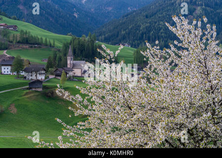 Funes Tal, Dolomiten, Südtirol, Italien. Frühling in Santa Maddalena Stockfoto