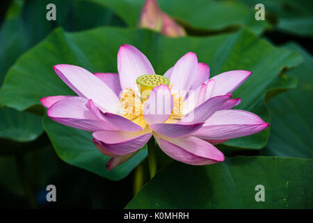 Große lebendige Lotus Seerosen Stockfoto