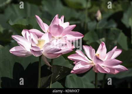 Große lebendige Lotus Seerosen Stockfoto