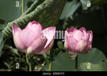 Große lebendige Lotus Seerosen Stockfoto