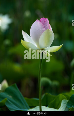 Große lebendige Lotus Seerosen Stockfoto