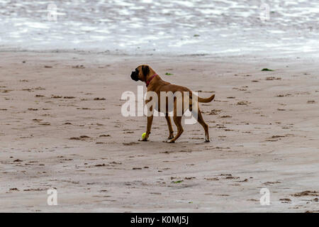 Wer die Hunde aus! Hunde am Strand trainieren, spielen, laufen, springen und Scherzen auf Tag Der schöne Sommer auf einer von Devon's feinsten Strand. Stockfoto