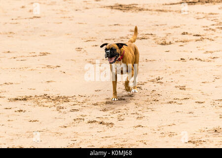 Wer die Hunde aus! Hunde am Strand trainieren, spielen, laufen, springen und Scherzen auf Tag Der schöne Sommer auf einer von Devon's feinsten Strand. Stockfoto