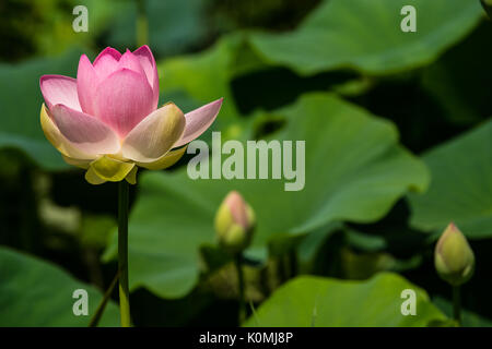 Große lebendige Lotus Seerosen Stockfoto