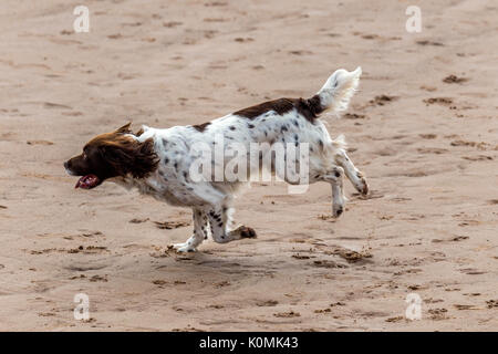 Wer die Hunde aus! Hunde am Strand trainieren, spielen, laufen, springen und Scherzen auf Tag Der schöne Sommer auf einer von Devon's feinsten Strand. Stockfoto