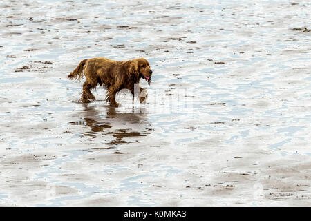 Wer die Hunde aus! Hunde am Strand trainieren, spielen, laufen, springen und Scherzen auf Tag Der schöne Sommer auf einer von Devon's feinsten Strand. Stockfoto