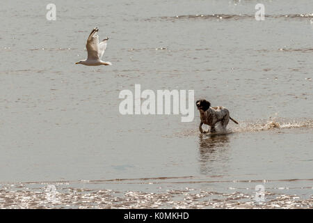 Wer die Hunde aus! Hunde am Strand trainieren, spielen, laufen, springen und Scherzen auf Tag Der schöne Sommer auf einer von Devon's feinsten Strand. Stockfoto