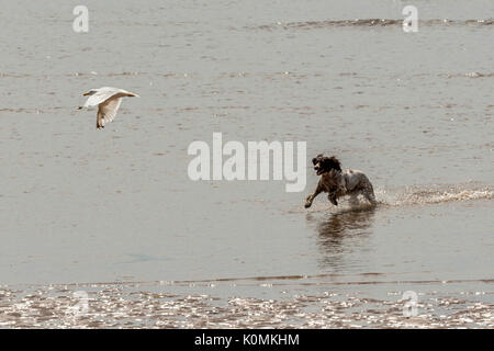 Wer die Hunde aus! Hunde am Strand trainieren, spielen, laufen, springen und Scherzen auf Tag Der schöne Sommer auf einer von Devon's feinsten Strand. Stockfoto