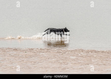 Wer die Hunde aus! Hunde am Strand trainieren, spielen, laufen, springen und Scherzen auf Tag Der schöne Sommer auf einer von Devon's feinsten Strand. Stockfoto