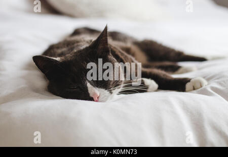 Schläfrig, graue, braune und weiße flauschige Katze ruht mit Blick auf das helle Weiß bequemes Bett geschlossen Stockfoto