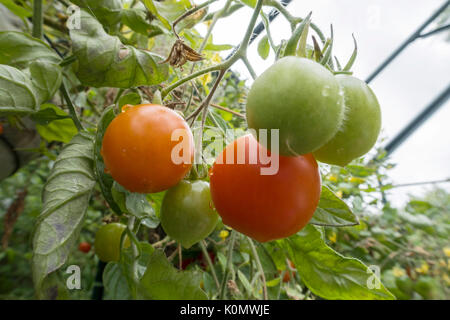 Tumbling Tom, ein Bush Sorte Cherry Tomaten, wachsen in Ampeln in einem Gewächshaus. Stockfoto