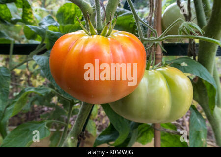 Erbe Brandy Wein, einem großen Rindfleisch Tomaten, Wachsen und Reifen in einem Gewächshaus. Stockfoto