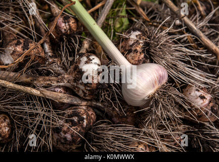 Hintergrund der Knoblauch im Herbst geerntet und zu trocknen. Selektive konzentrieren. Stockfoto