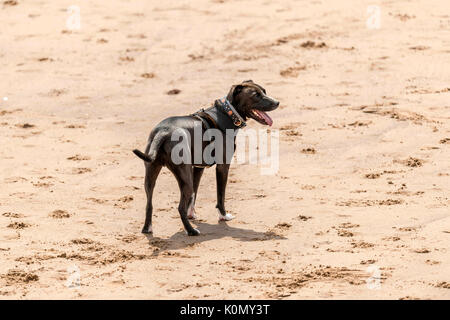 Wer die Hunde aus! Hunde am Strand trainieren, spielen, laufen, springen und Scherzen auf Tag Der schöne Sommer auf einer von Devon's feinsten Strand. Stockfoto