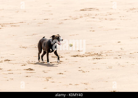 Wer die Hunde aus! Hunde am Strand trainieren, spielen, laufen, springen und Scherzen auf Tag Der schöne Sommer auf einer von Devon's feinsten Strand. Stockfoto