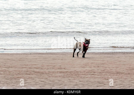 Wer die Hunde aus! Hunde am Strand trainieren, spielen, laufen, springen und Scherzen auf Tag Der schöne Sommer auf einer von Devon's feinsten Strand. Stockfoto