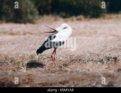 Ein Storch auf dem Gebiet Rechnung - Klatschen und in ein Fest auf einer frisch gemähten Wiese. Stockfoto