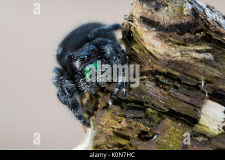 Gewagte jumping spider oder Bold jumping Spider (Phidippus Audax) Stockfoto