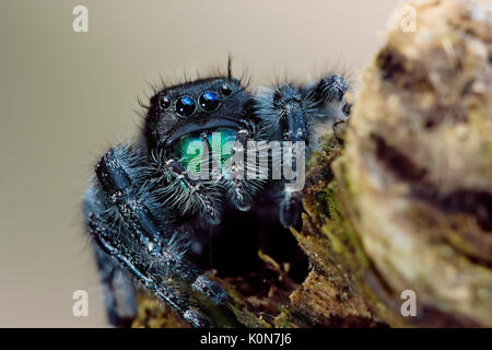 Gewagte jumping spider oder Bold jumping Spider (Phidippus Audax) Stockfoto