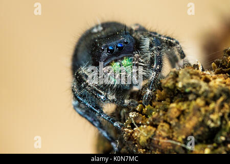 Gewagte jumping spider oder Bold jumping Spider (Phidippus Audax) Stockfoto