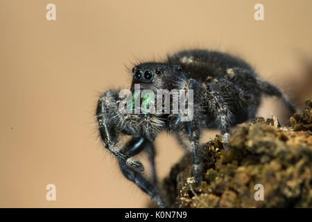 Gewagte jumping spider oder Bold jumping Spider (Phidippus Audax) Stockfoto