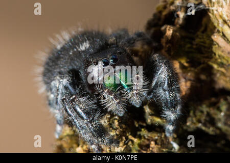 Gewagte jumping spider oder Bold jumping Spider (Phidippus Audax) Stockfoto