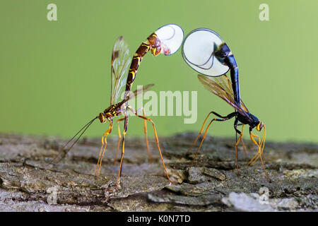 Ichneumon Wespen, megarhyssa macrurus lunator und megarhyssa atrata Lineata Stockfoto