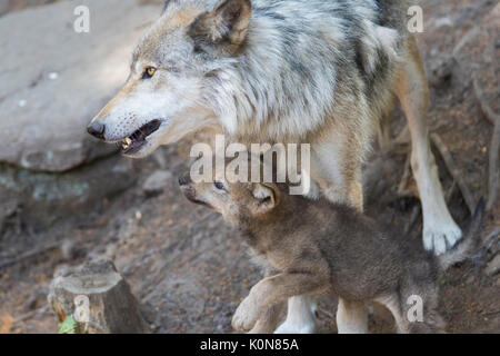 Timber Wolf Familie Stockfoto