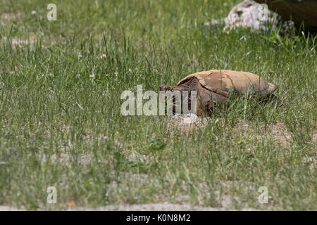 Schnappschildkröte Stockfoto