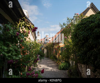 Rosen auf dem alten Gasse Fisherman's Alley (Fiskargrand). Visby, Gotland, Schweden, Skandinavien. Stockfoto