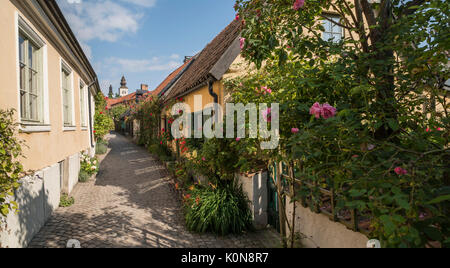 Rosen auf dem alten Gasse Fisherman's Alley (Fiskargrand). Visby, Gotland, Schweden, Skandinavien. Stockfoto