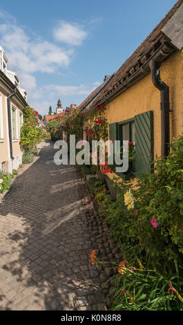 Rosen auf dem alten Gasse Fisherman's Alley (Fiskargrand). Visby, Gotland, Schweden, Skandinavien. Stockfoto