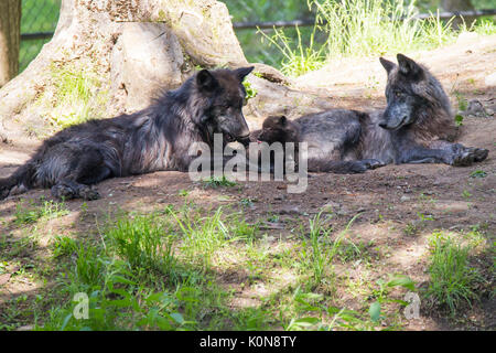 Schwarze Wölfe im Sommer Stockfoto