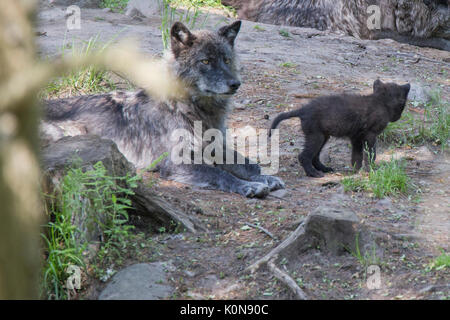 Schwarze Wölfe im Sommer Stockfoto