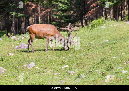 Rotwild im Sommer Stockfoto