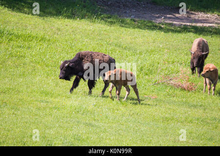 Bison Herde im Sommer Stockfoto