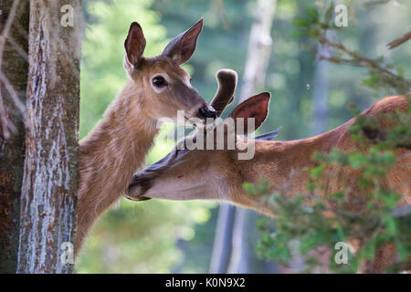 Whitetail deer in der Liebe Stockfoto