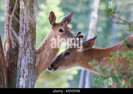 Whitetail deer in der Liebe Stockfoto