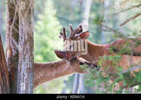 Whitetail deer in der Liebe Stockfoto
