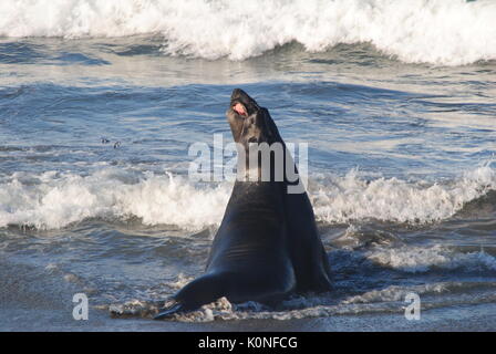 Zwei Seelöwen kämpfen, während die Wellen auf den stürzen Strand Stockfoto