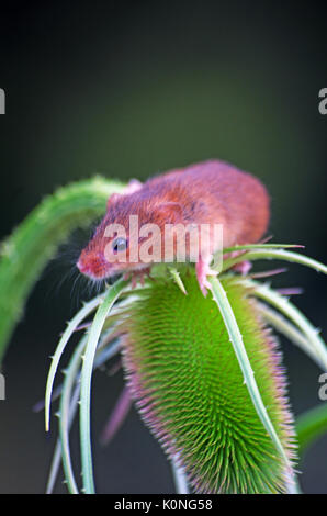 Ernte Mäuse, Micromys Minutus Captive Stockfoto