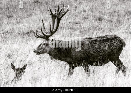 Red Deer Stockfoto