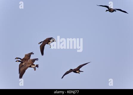 Postkarte mit mehreren Canada Geese flying Stockfoto