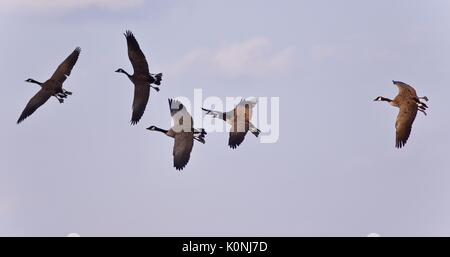 Bild von fünf Kanada Gänse fliegen in den blauen Himmel Stockfoto