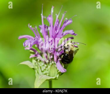 Bild einer Biene sitzt auf Blumen im Wald Stockfoto